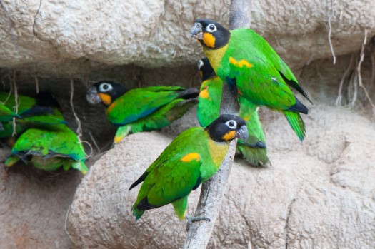 Orange-cheeked Parrots in Cuyabeno Reserve